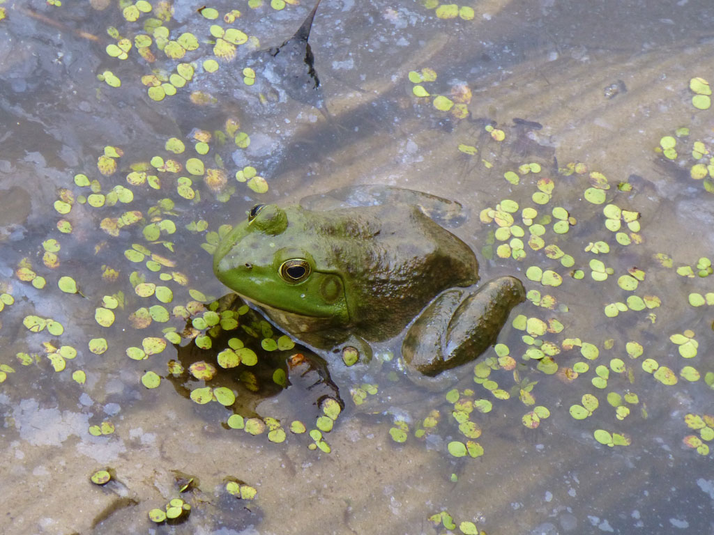 ウシガエル American Bullfrog 水元公園の生き物