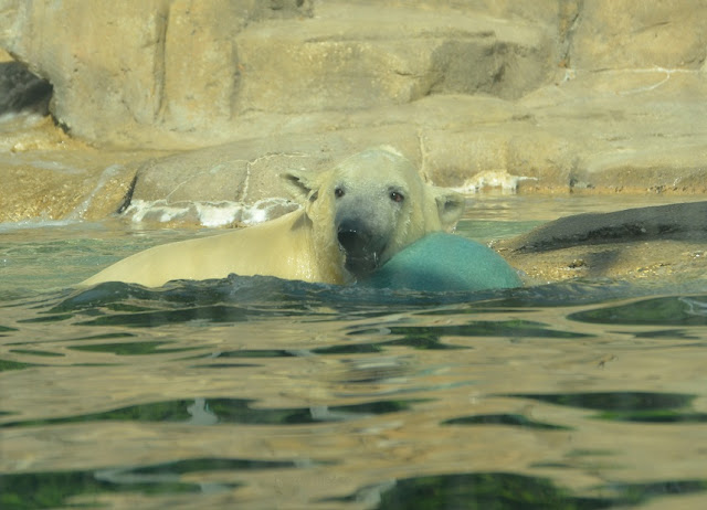 A young polar bear swims with a toy.