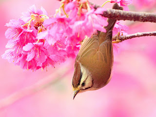 Beautiful Birds Wallpapers - Birds Desktop Wallpapers