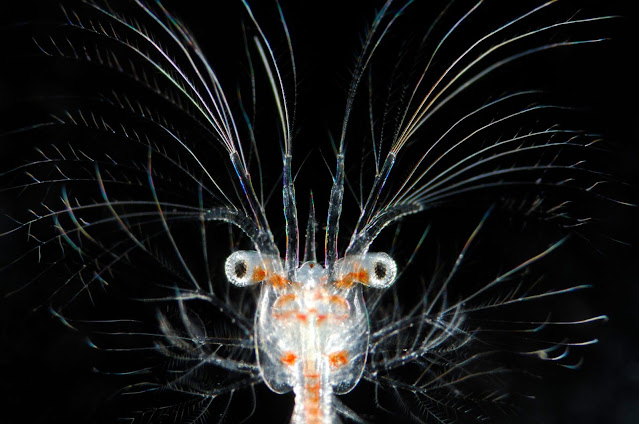 Lagostins Sergestes - Criaturas Misteriosas do Fundo do Mar