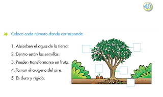 http://www.primerodecarlos.com/SEGUNDO_PRIMARIA/enero/tema1/actividades/CONO/plantas5.swf