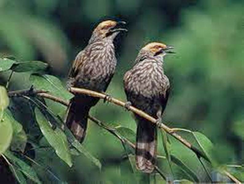  Habitat Burung  Cucakrowo Yang Sudah Langgka Dan Kicaunya 