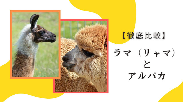 ラマ（リャマ）とアルパカの画像