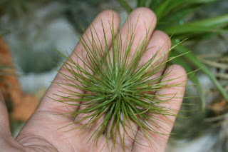 tillandsia andreana