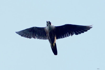 Peregrine Falcon (Shaheen)