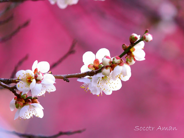 Prunus mume