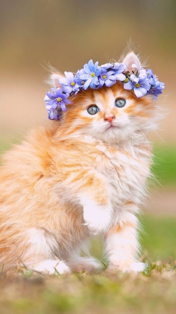 صور قطط كيوت 2023 خلفيات قطط جميلة جدا 20