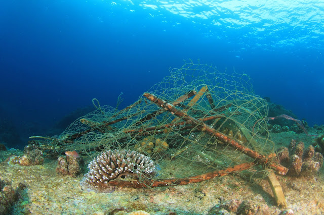 Redes Fantasma: Regeneración de Ecosistemas Marinos