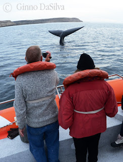 Whale Watching in Peninsula Valdes