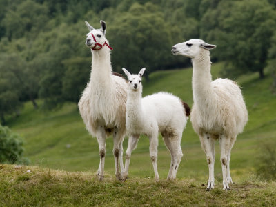 llama family