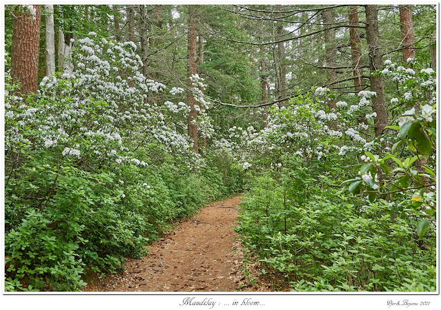 Maudslay: ... in bloom...