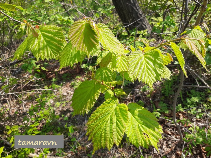 Лещина разнолистная / Орешник разнолистный (Corylus heterophylla)