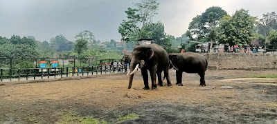 Temukan keindahan alam dan satwa menakjubkan di Lembang Park And Zoo.