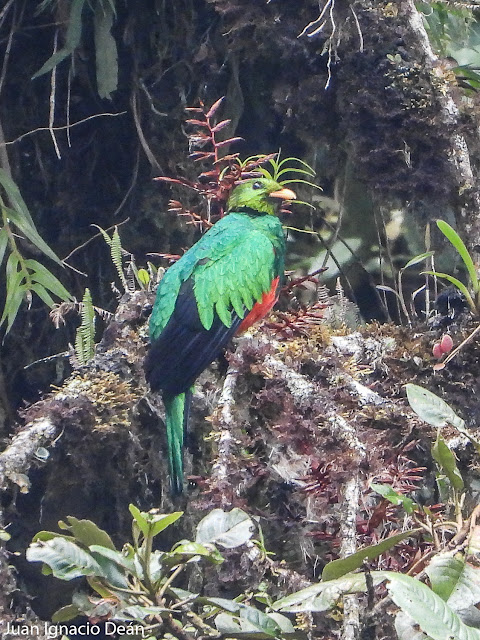 Quetzal  Parque Manu Compa Ciencia