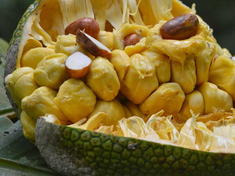 Daftar Nama Buah  Inggris Indonesia A Sampai Z www buahaz com