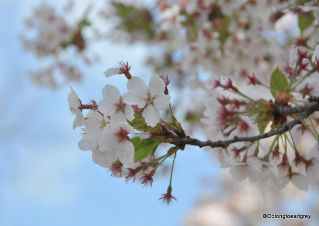 Cherry Blossoms, Spring,  Hofheim, Germany