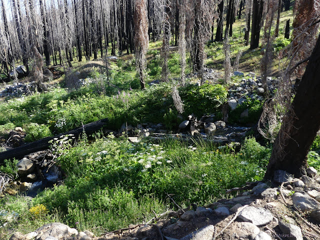 190: water and green between burned trees