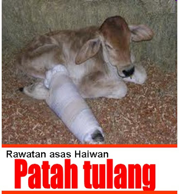 Bukan doktor veterinar: Patah tulang & Rawatan asas haiwan
