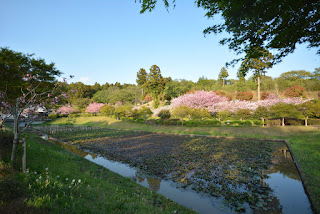 静峰ふるさと公園八重桜まつり