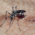Dengue: Brasil registra mais de 1,6 milhão de casos prováveis