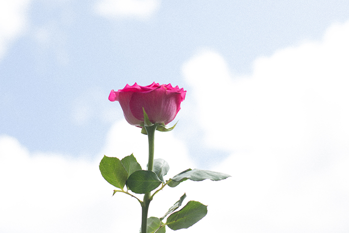 pink rose with clouds