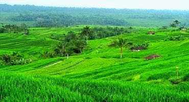  Jatiluwih Rice Terrace