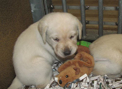 A yellow Lab puppy