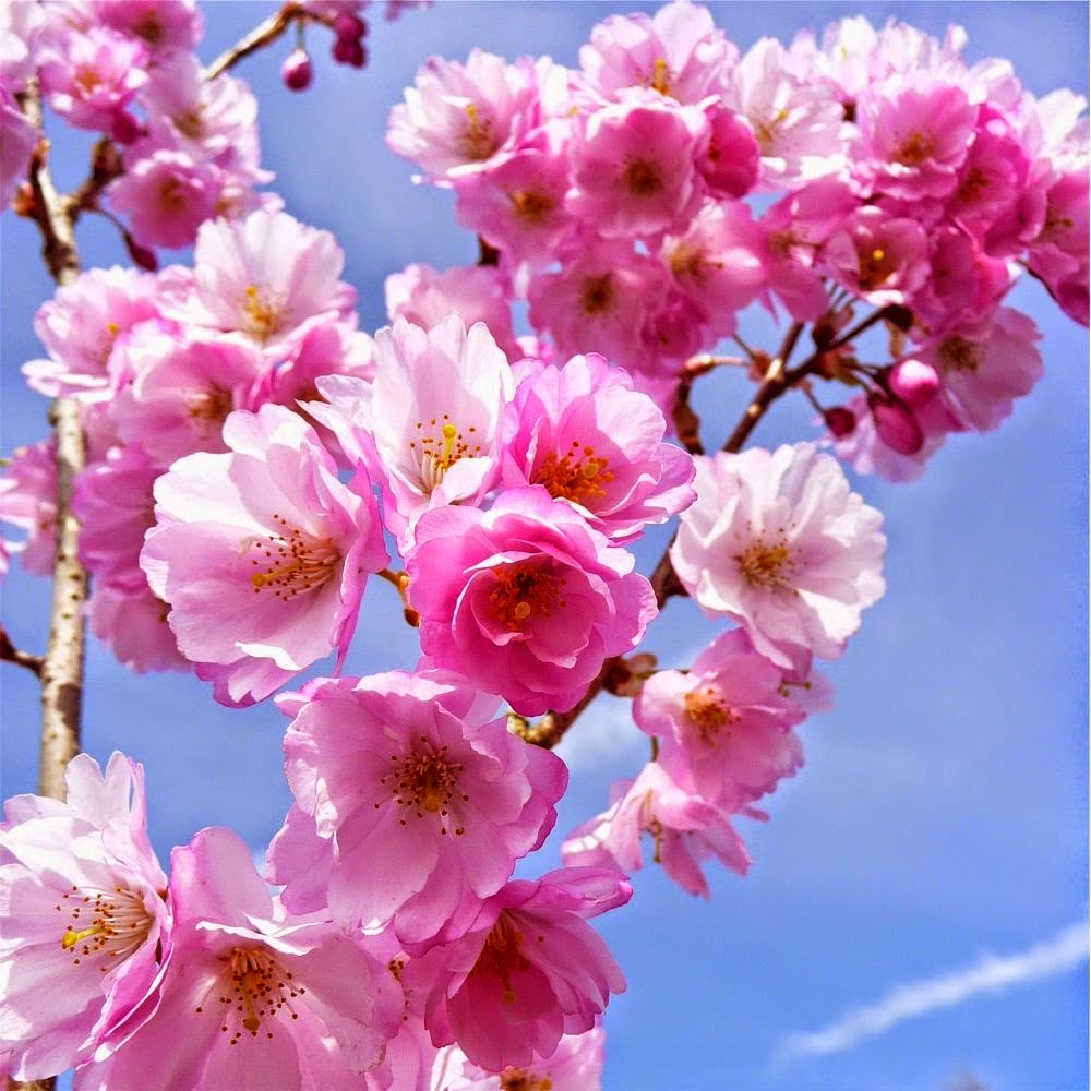 Khasiat Bunga  Sakura  Bagi Kecantikan LollyWaw