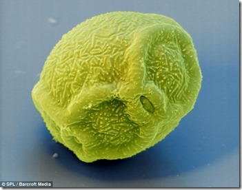 pollen grain