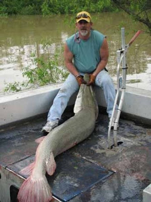 Alligator Gar Fish Seen On www.coolpicturegallery.us