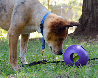 Dog contemplates ball