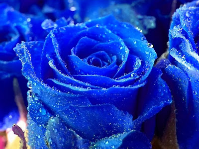 blue-roses-pictures