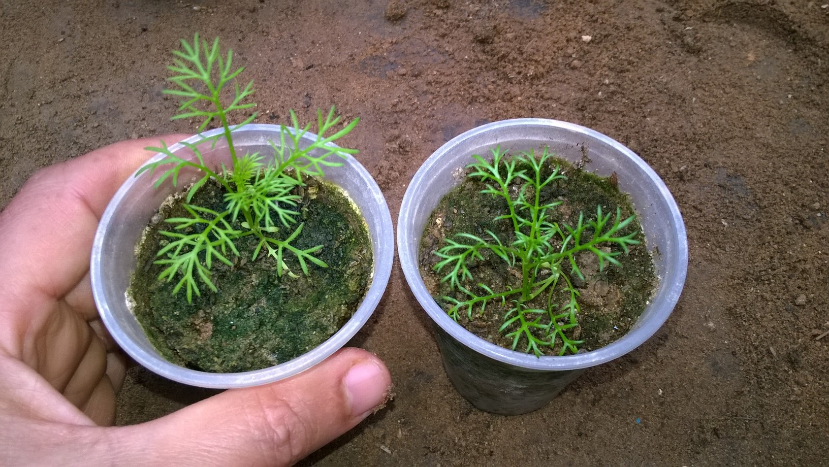 Transplant  the seedlings when they are large enough to handle into 7.5-10cm (3-4in) pots.