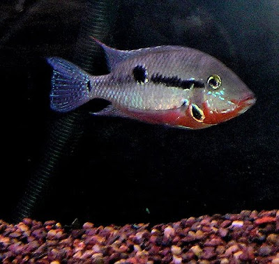 Firemouth Cichlid Tropical Fish