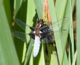 Dragonfly, the broad-bodied chaser, Libellua depressa.  Male.  At the pond in Spring Park, resting on reed mace, 25 May 2011.