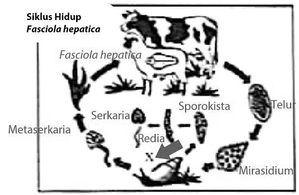 Kamus Biologi fase fase fasciola hepatica dari telur 