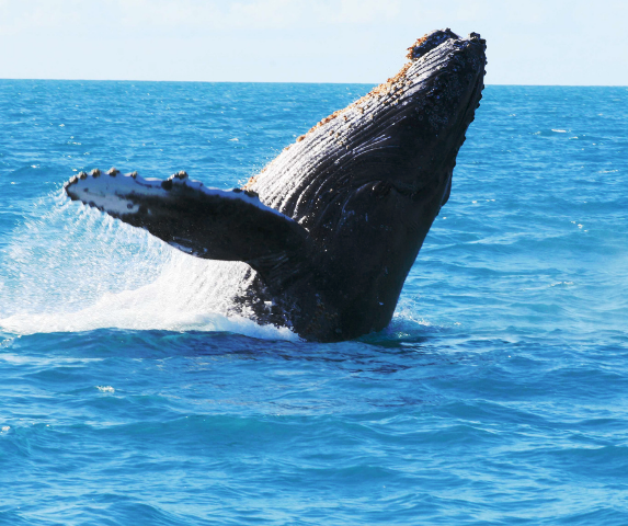 Foto de uma baleia em Abrolhos