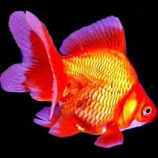 Gambar Ikan Mas koki Animasi Korea Meme Lucu Emo Bergerak Gambar Ikan Mas koki Animasi Korea Meme Lucu Emo Bergerak