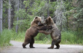 Bears fighting pictures, animals fighting, wild animals