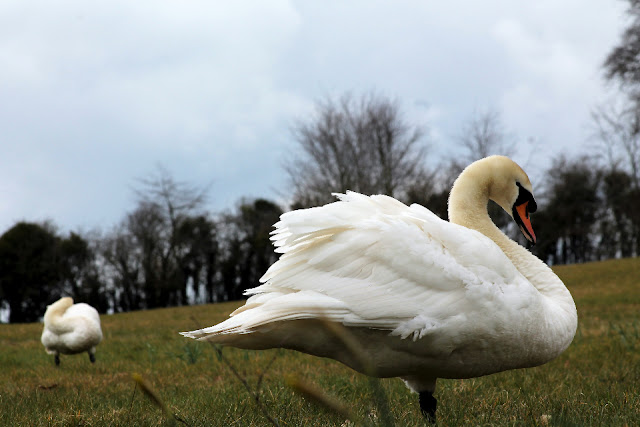 Two swans at Emo Court