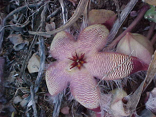  Stapelia hirsuta var. hirsuta