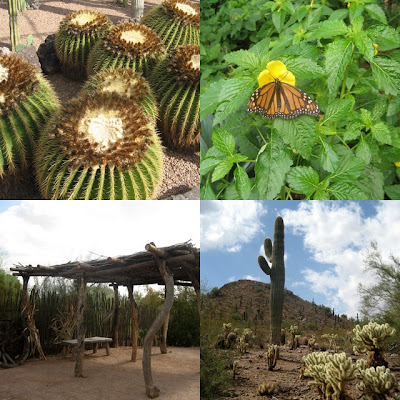 of the Sonoran Desert and