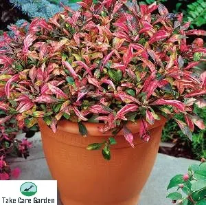 Periquito Alternanthera ficoidea: A Colorful Addition to Your Garden