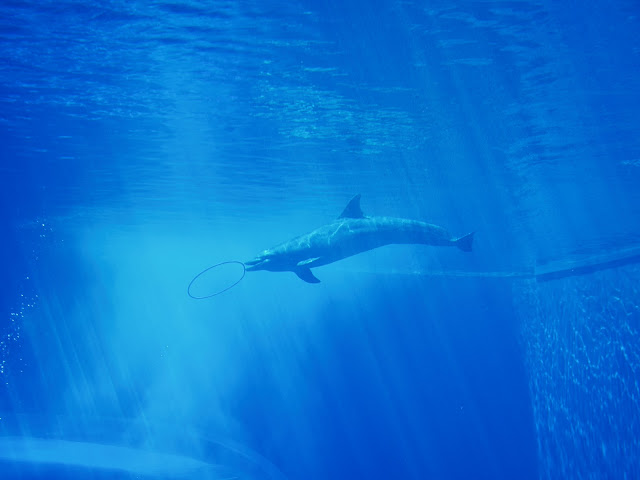 jiemve, le temps d'une pose, Gênes, Genova, aquarium, dauphin