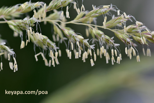 Phalaris arundinacea