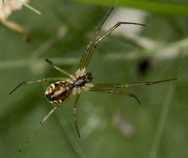 Unidentified platform-web spider in the back garden of my house in Hayes.  Female.  5 August 2011.