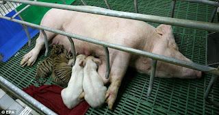 Tigers and pigs share milk