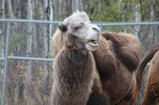 A Bactrian Camel At Assiniboine Park Zoo