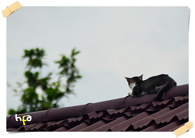 seekor kucing sedang istirahan di puncak rumah sambil mengawasi mangsa yang mungkin lewat