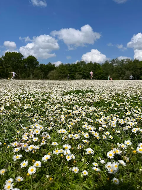 A meadow full of daisies at Belhus Woods Country Park